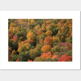 Fall Foliage Posters and Art